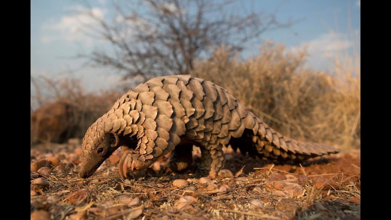 Eye Of The Pangolin