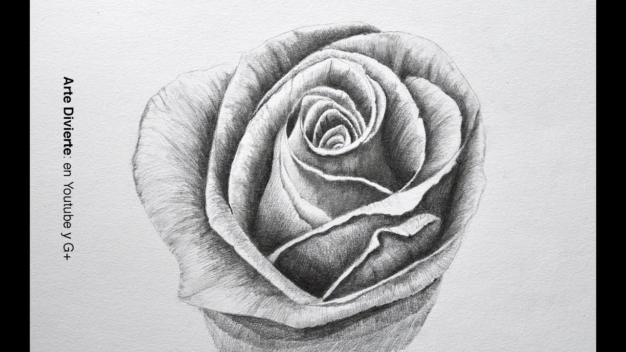 Dibujando flores: cómo dibujar una rosa a lápiz - paso a paso - Arte Divierte.