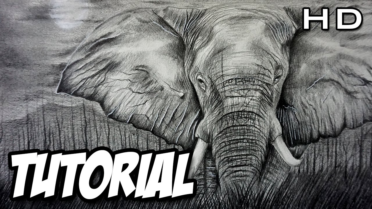 Cómo dibujar un Elefante Realista a lápiz paso a paso   Tutorial