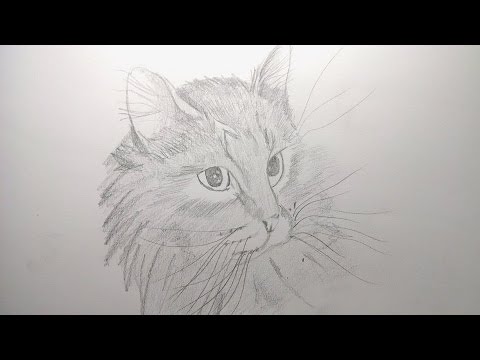 🔥 COMO DIBUJAR UN GATO paso a paso REALISTA FACIL a lápiz ▶ ☑️ Curso de Dibujo
