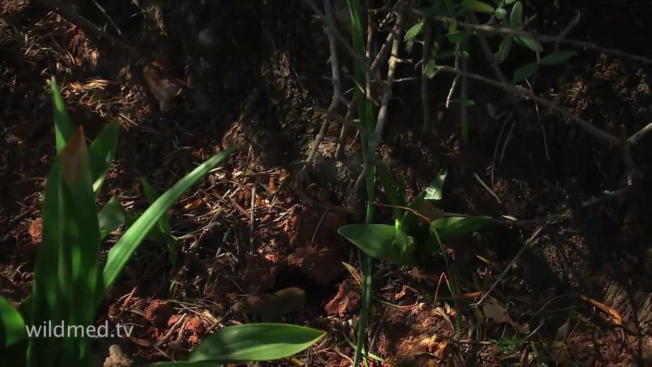 Wilmed, el último bosque del mediterraneo