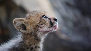 documentales de animales