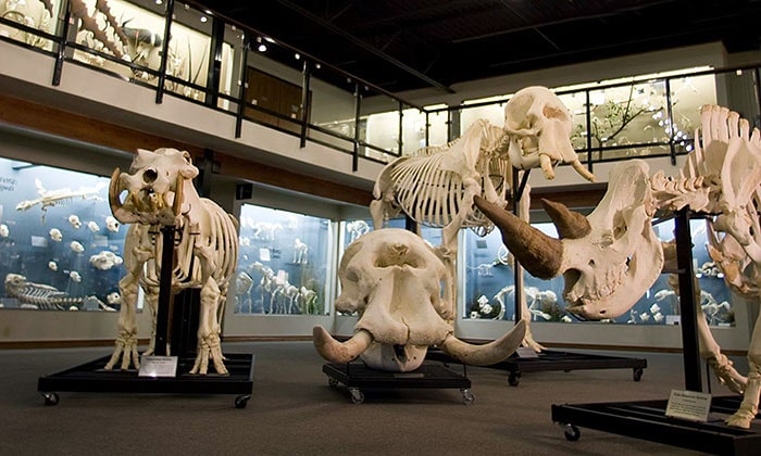museo skeletons animals unveiled