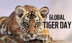 Cómo celebrar el Día Internacional del Tigre
