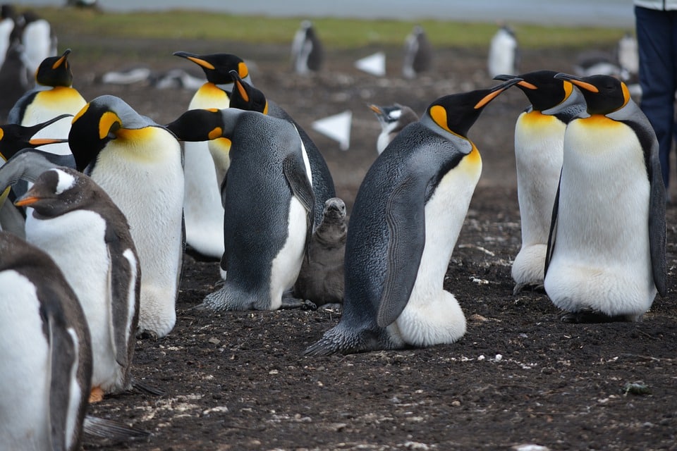 Concienciación por los Pingüinos