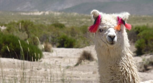 camelidos llama