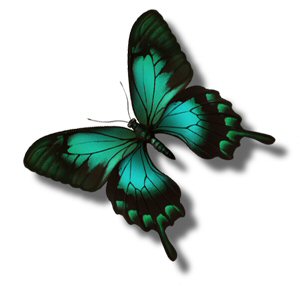 mariposa2